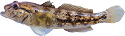 BPGOB-7